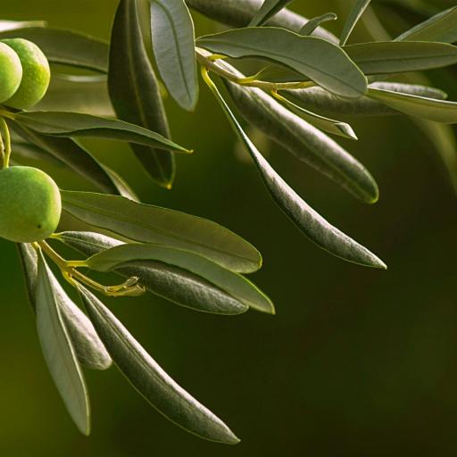 Kosmetik aus der Natur